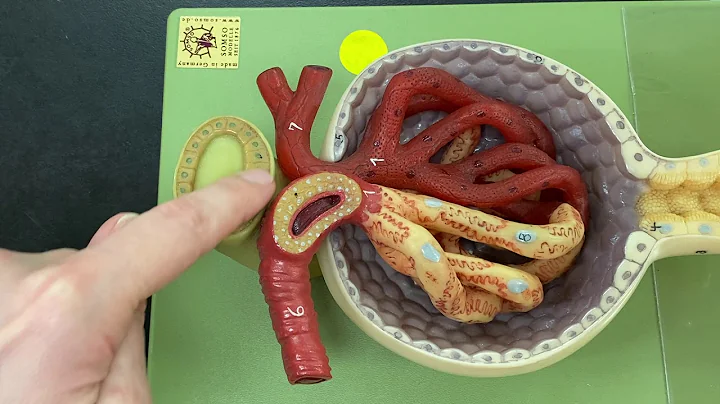 A&P II Lab 4 Video 4