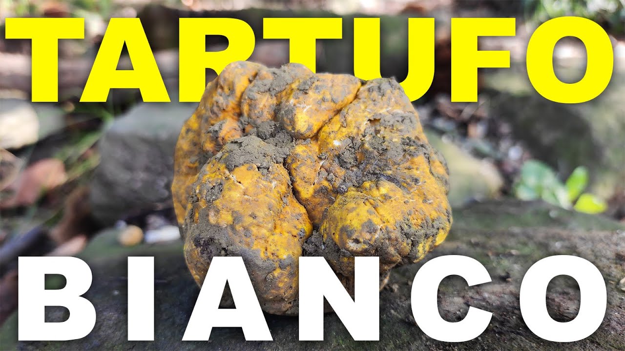 Come trovare un TARTUFO BIANCO GIGANTE (Ep.10)