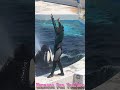 ララのパワフルスカイロケット最高!! #Shorts #鴨川シーワールド #シャチ #kamogawaseaworld #orca #killerwhale