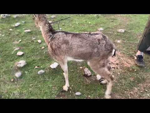 راعي الغنم يصيد ماعز برية في كردستان       