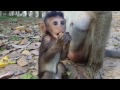 Life of monkeys Ep65, Baby monkey try to walk, baby monkey try to jump, ...