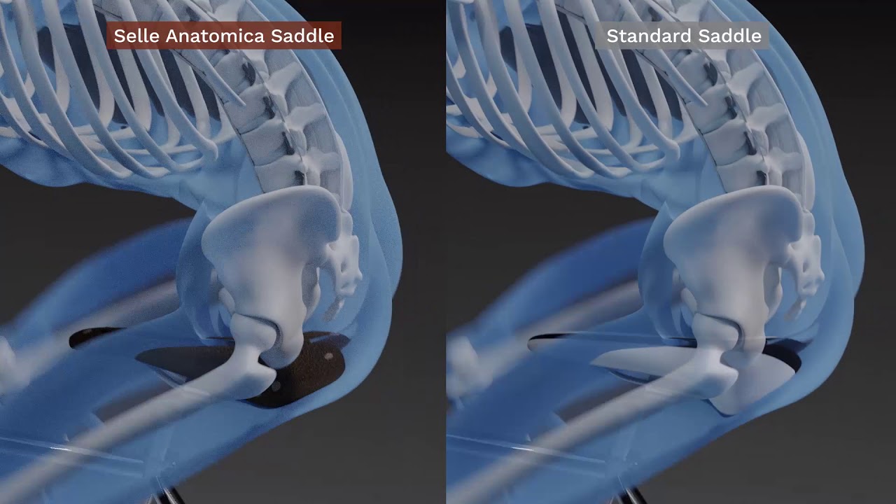 座面の左右が独立して動く仕組みを持つセラアナトミカのラバーサドル