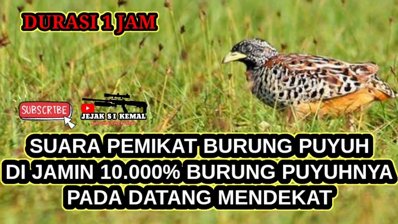 Suara pikat burung puyuh super ampuh durasi 1 jam