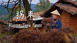 Download Lagu Raisin Tree Fruit — One of the Oldest Fruits on the Eastern Lands【滇西小哥】 MP3