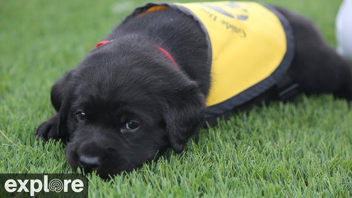 dog live cams
