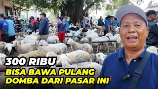 Harga Domba Mulai 300 Ribu Rupiah 