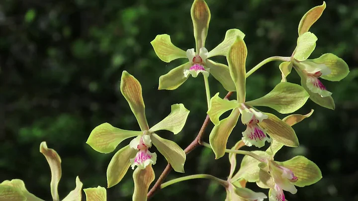 Encyclia Jan Ragan (E. profusa x E. fowliei). Hybr...