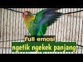 Full emosi tinggi!!Lovebird ngetik ngekek memanggil lawan pancingan bikin lb cepat bunyi