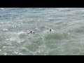 Swimmers Swept Out to Sea in Near-Death Crisis Saved by Heroic Venice Beach Lifeguard