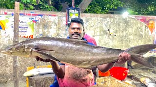 KASIMEDU SPEEDSELVAM BIG SIZE COBIA FISH CUTTING VIDEO