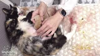 Shelly helps exhausted feral cat during birth