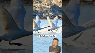 Ötücü Kuğuların Muazzam Kalkış Anı 14 Kiloluk Dev Asalet