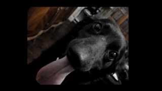 Funny dog with long tongue