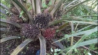 How to harvest palm fruit, the fruit is stuck//still close to the ground, here's the trick..?