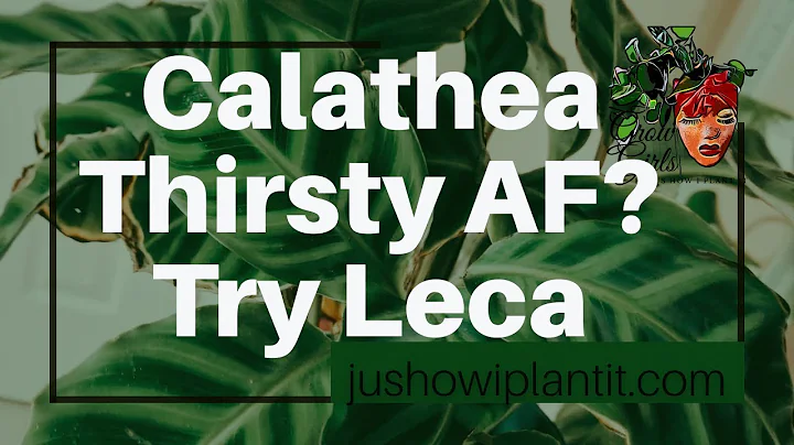 Leca and Calatheas- Will Leca Quench The Thirst of...