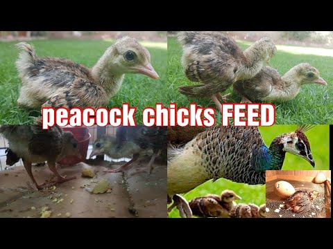 Peacock chicks feed information