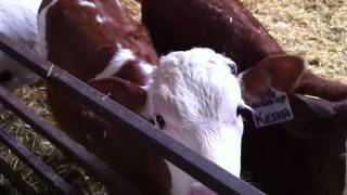Better Dairy Cow with Fleckvieh Genetics