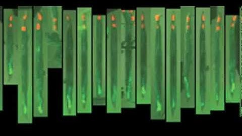 WormToolbox in action