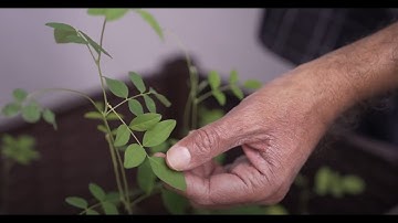 Penang’s Urban Green Revolution: Nature at the Heart of Climate Action