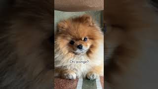Reazione immediata. 🐶👀 #pomeranian #dogsoftiktok #funnydog #cute #puppycrying #reaction #doglover