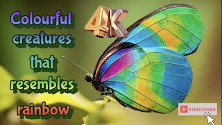 Colorful Creatures That Resemble a Rainbow 4K
Colorful Creatures That Resemble a Rainbow 4K
1. Nicobar pigeon
2. Rainbow lorikeet
3. Mandarin Duck
4. Parrotfish
5. lilac breasted roller
6. Mandarin Fish
7. poison dart frog Colorful Creatures That Resemble a Rainbow 4K