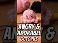 Cutest Angry Octopus! 🐙💢