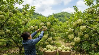 Download Lagu Harvesting green custard apples to sell at the market - Making braised pork with coconut pulp MP3