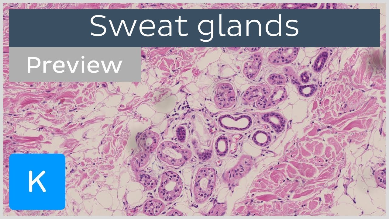 Diagram Diagram Of Sweat Gland Mydiagramonline