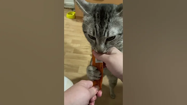 Watch the video about Burrito's Creamy Treat Show | #viral #cat #shorts #cats #entertainment #funny #funnycats #catshorts