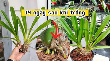 Kỹ thuật trồng và xử lý lan kiếm khi mới mua về | thật đơn giản | hoa lan Trần Khương