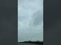 Happy Friday! Wondering which direction is the flock heading? I’m heading North 🤔