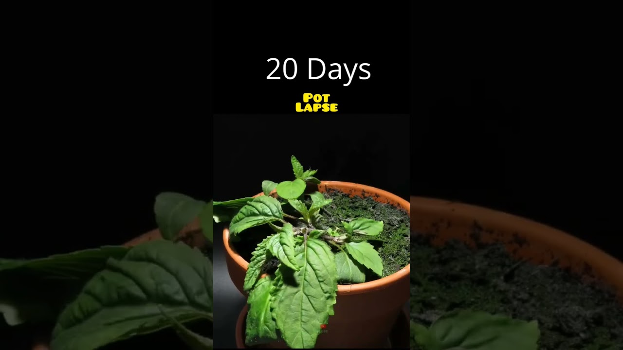 Timelapse of mint(pudina) 