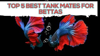 TOP 5 BEST POPULAR TANK MATES FOR BETTAS YOU MUST TRY!!! I NIRU'S PET ZONE by Niru's Petzone 120 views 3 years ago 1 minute, 4 seconds