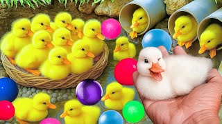 Mencari bebek lucu, Bebek berenang, menangkap bebek angsa, Duck,ikan, dan ayam warna warni