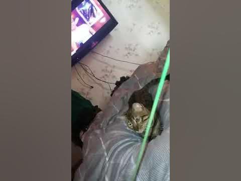 Бенгалец Джексон играет - YouTube