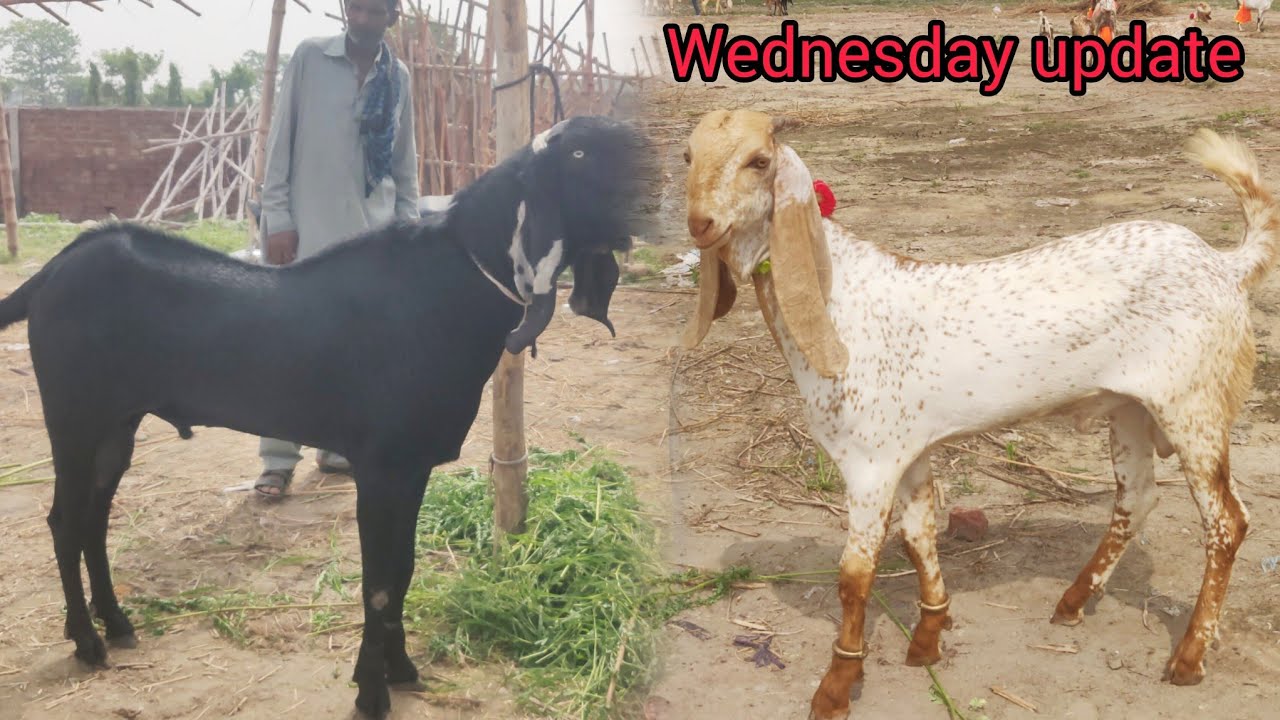 Wednesday update lahore mandi shahpur rajinpuri bakria dasichtray kuto mall 