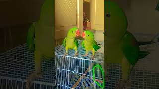 cute baby parrot 🦜 #parrot #talkingparot #babyparrot #GamingMaster