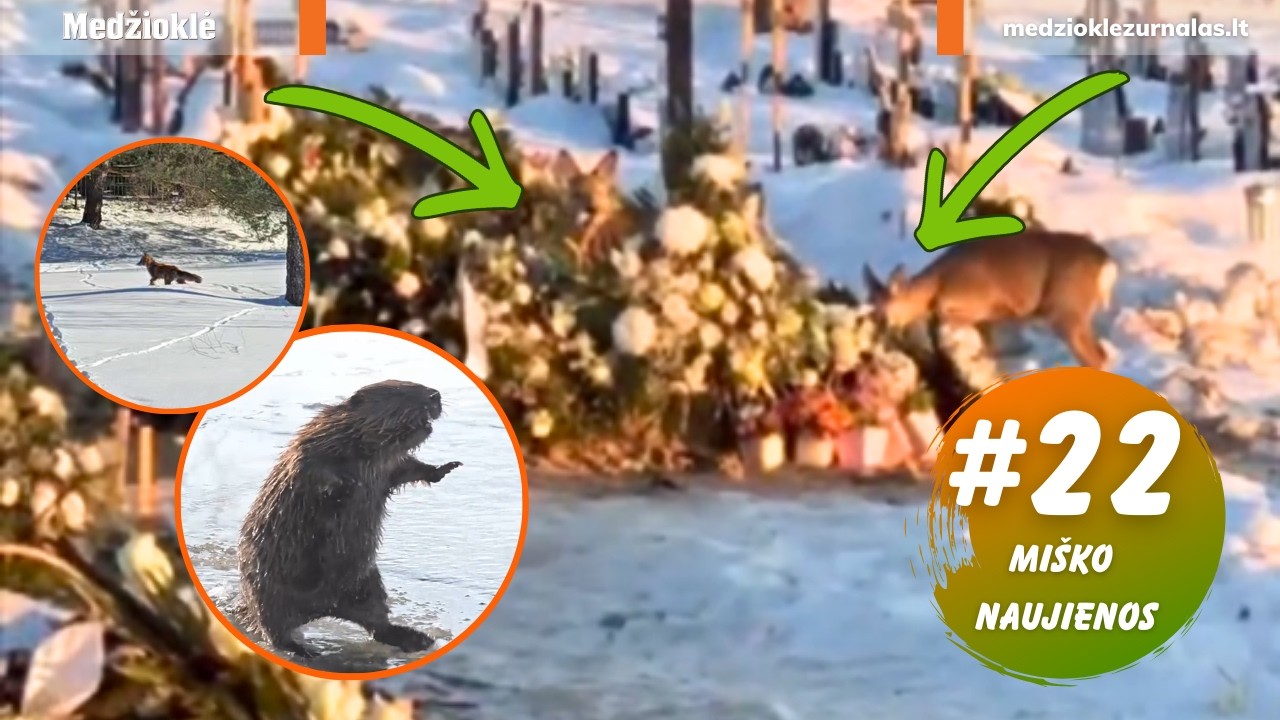 Tai stebina! Kapų niokotojai suėda gėles, o graužikai medžius. Miško naujienos 22