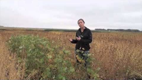 Soybean School West - Assessing Soybean Maturity