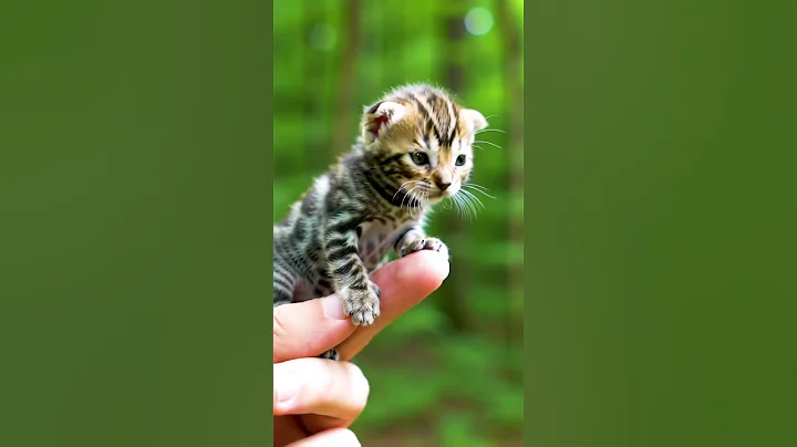 Watch the video about Cat #anime #cute #animals #cat #kitten #pets #dog #funny #bengalcat