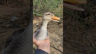 Female Duck Sounds 🦆🔊#DuckVideo#DuckSound#DuckVoice#DuckQuack#CuteDuck#BabyDuck#DuckLovers