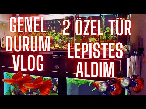 GENEL DURUM VLOG - 2 ADET ÖZEL TÜR LEPiSTES ALDIM-Akvaryum balıkları