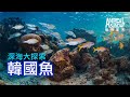 動物星天頻道 EP16《深海大探索：韓國魚》搶先看 [4K]