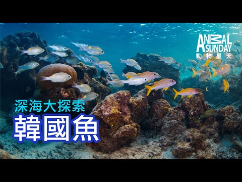 動物星天頻道 EP16《深海大探索：韓國魚》搶先看 [4K]