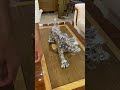 Silver Metal Leopard