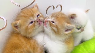 Cuddles and kisses 💋 How do cute kitties spend their time? by Funny Kittens Video 1,426 views 3 weeks ago 2 minutes, 57 seconds