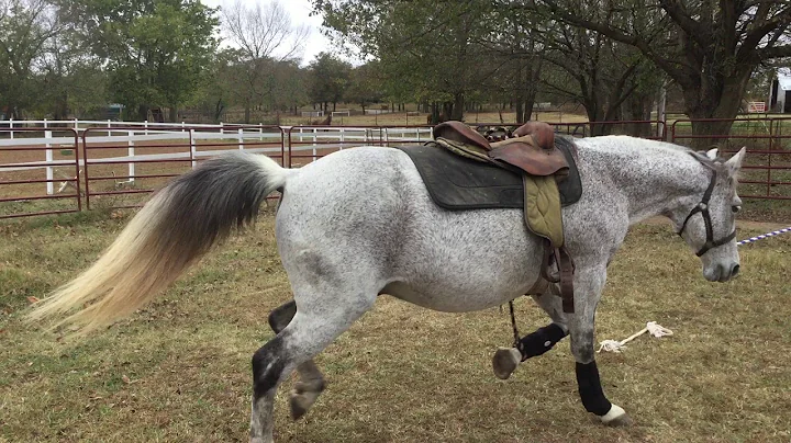 Horse Whisper connecting to a horse with issues