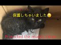 まさかの…ノラ仔猫を保護しちゃいました!😥Protected the muddy kitten🐱