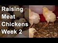 Raising Chickens for Meat: Week 2 of 8,  In The Brooder