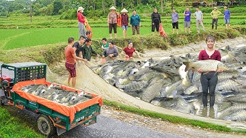 Drag The Net To Harvest 1000+ Big Fish In The Lake - Use Truck Transport Big Fish Go To Sell